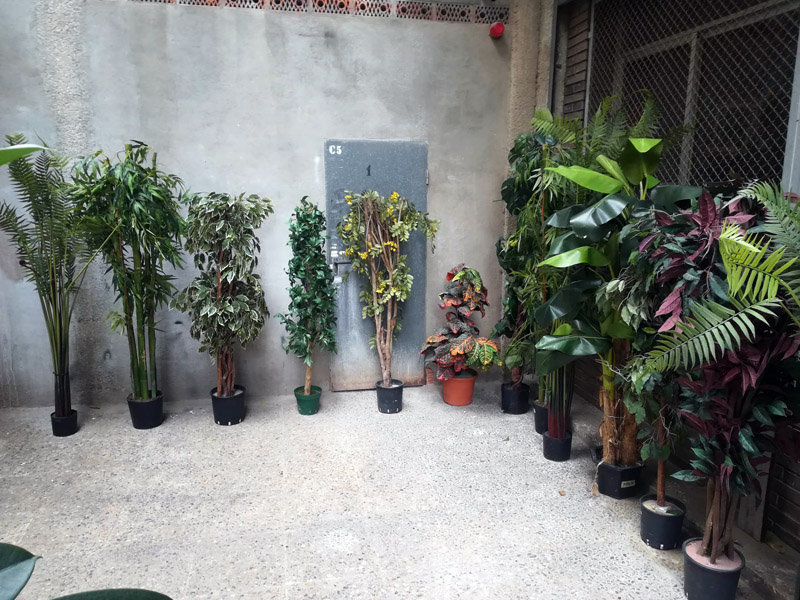 plantas variadas